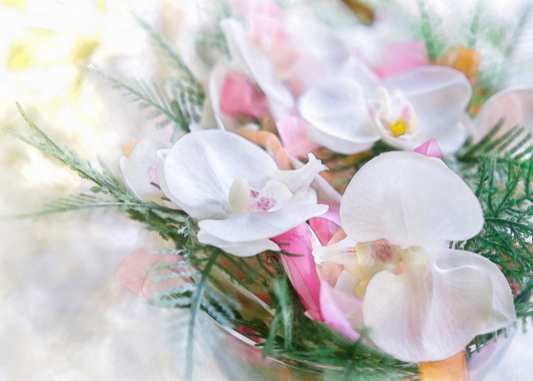 Orchids
